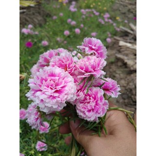 1KG CÂY HOA 10 GIỜ thái