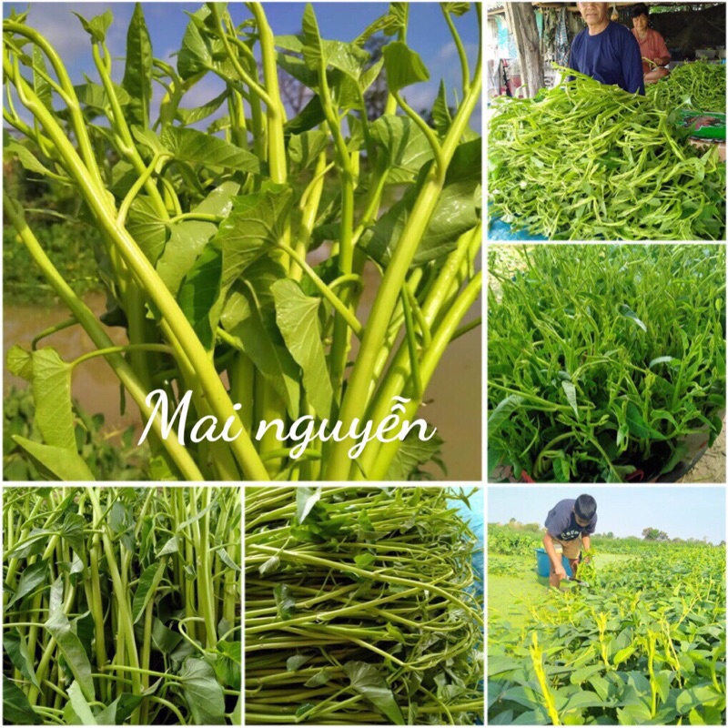 Hạt giống rau muống siêu ngọn Xanh( Rau muống lá to)