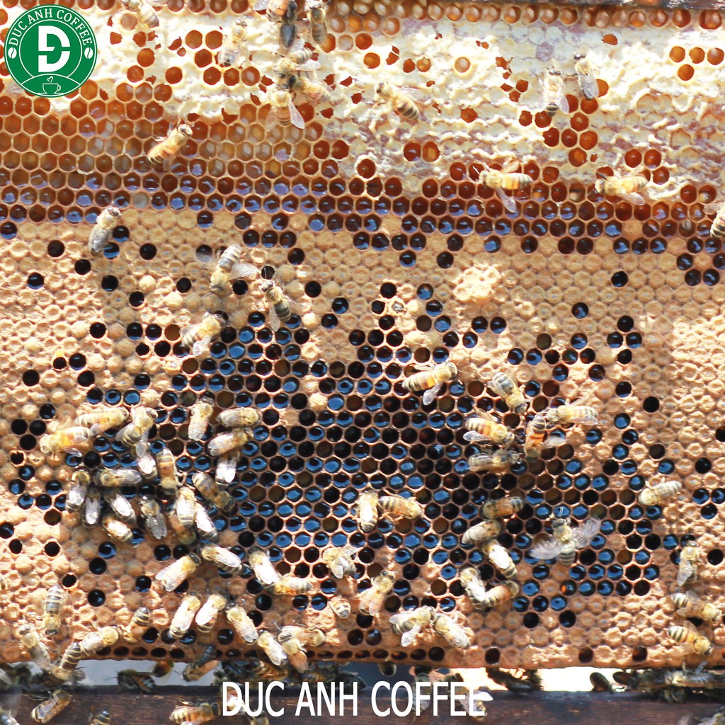 100ml mật ong hoa cà phê nguyên chất Tây Nguyên - Đức Anh honey giá dùng thử
