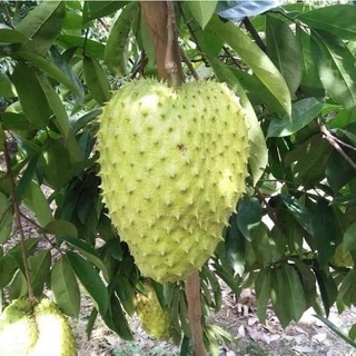 CÂY GIỐNG MÃNG CẦU XIÊM (CÂY GHÉP CHO TRÁI SIÊU SỚM)