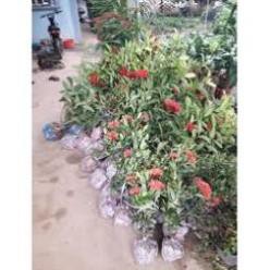 hoa mẫu đơn bỉ- màu đỏ, gửi đi nguyên bầu lớn đang hoa, dòng lá nhỏ dày