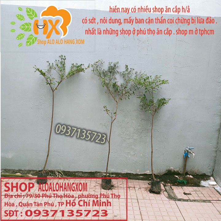 Cây bàng đài loan cao từ 79-90 cm