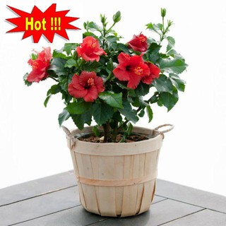 Hạt giống hoa dâm bụt lùn - 5 Hạt