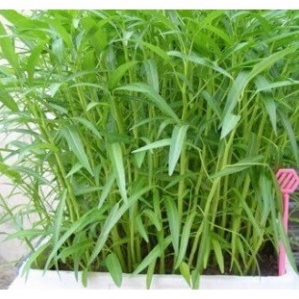 Hạt giống rau muống thái (tặng kèm phân)