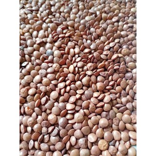 Đậu lăng nâu Ấn Độ 250g