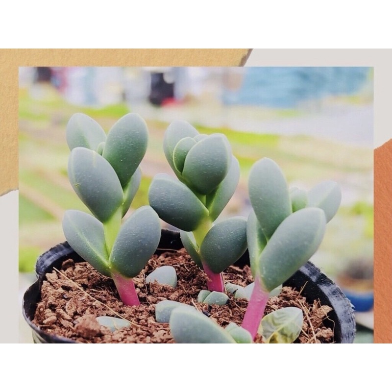 Sen đá trái tim size bầu