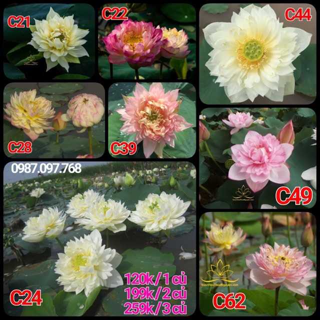 Củ sen tự chọn