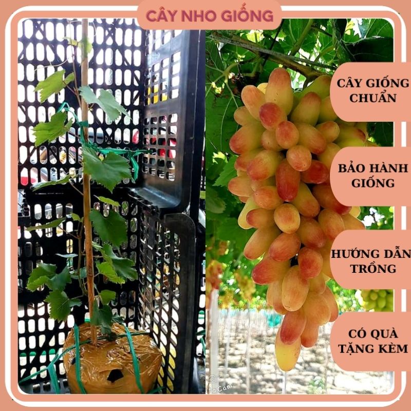 Cây Nho Ngón Tay NH01-152 [ Cao 1 mét ]