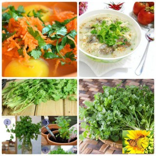 Hạt giống Rau Mùi Chịu Nhiệt