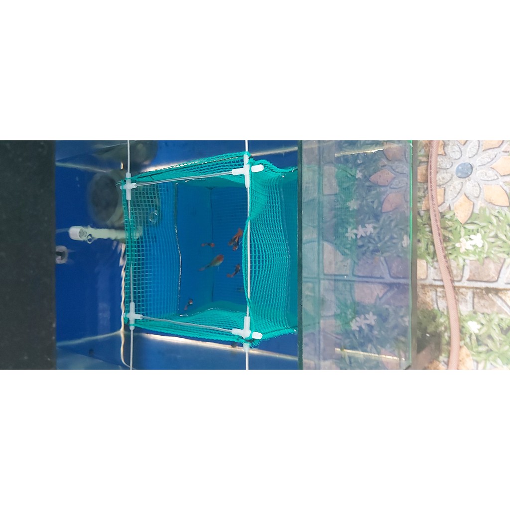 Combo 10 lồng đẻ guppy