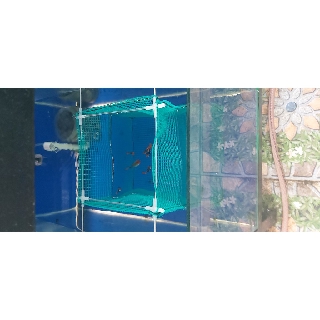 Combo 10 lồng đẻ guppy