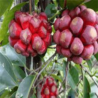 Cây giống na rừng đỏ