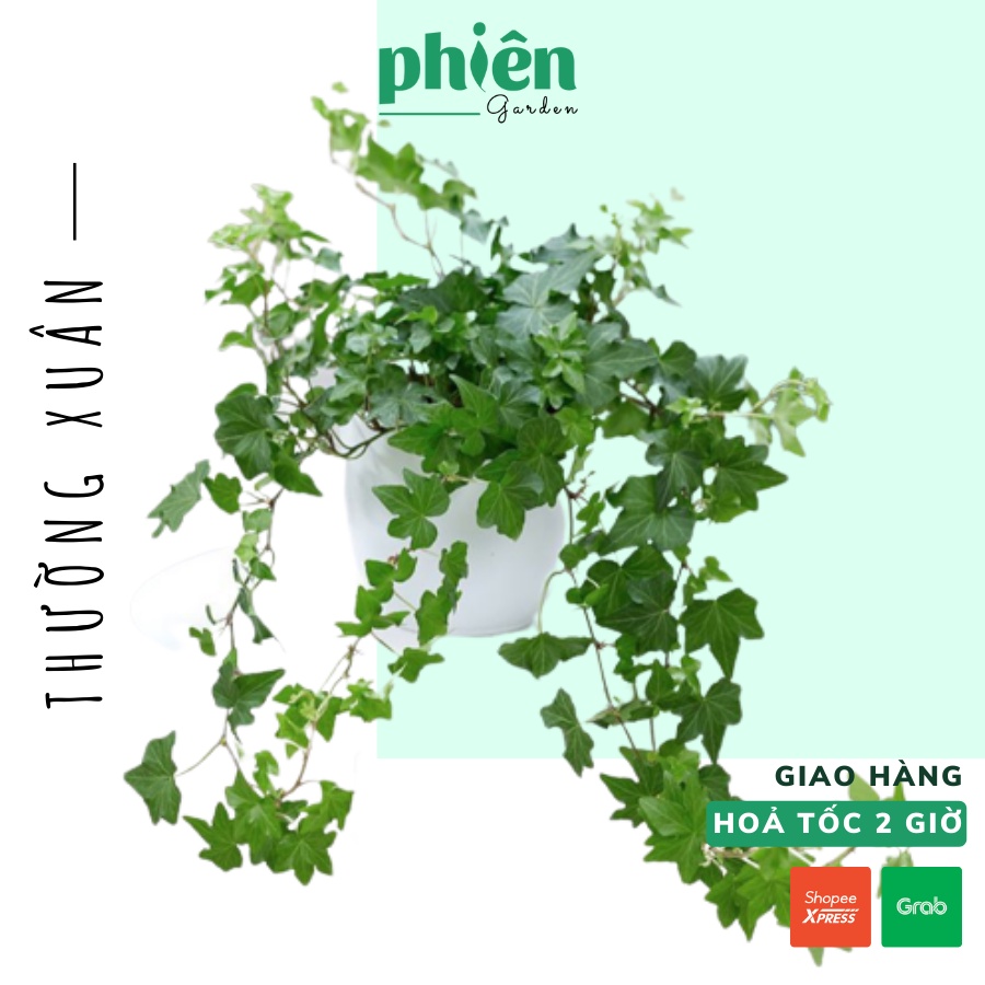 Cây Thường Xuân, Nguyệt Quế chậu treo