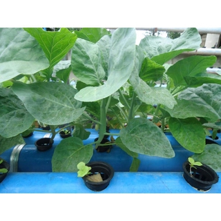 Hạt giống súp lơ xanh