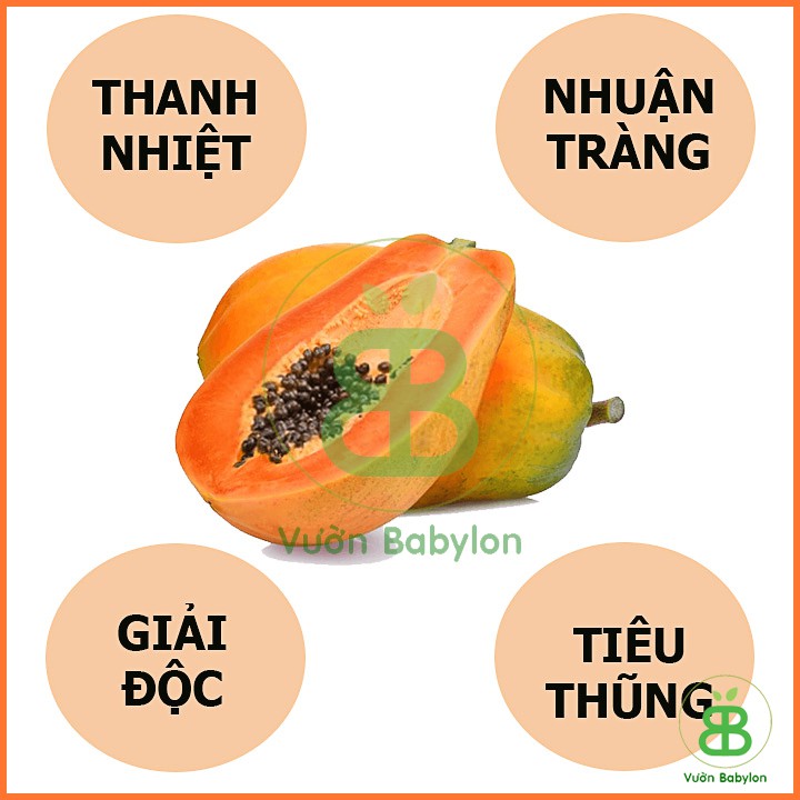 Hạt Giống Đu Đủ Lùn Trái Lớn 5 Hạt