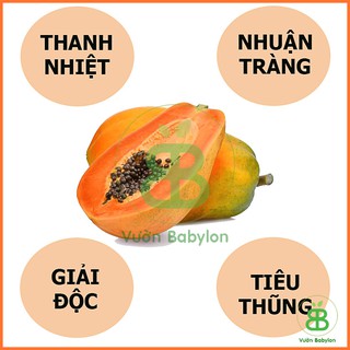 Hạt Giống Đu Đủ Lùn Rạng Đông, Trái Lớn, Sai Trái, Dễ Trồng, Tỉ lệ nảy mầm cao - Gói 5 Hạt