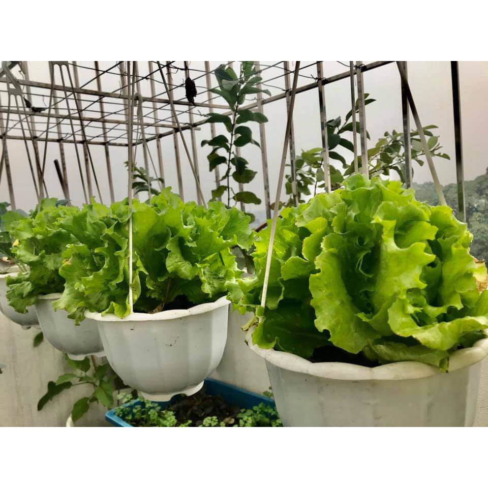 Chậu Nhựa Bí Xinh Xắn Treo Trồng Hoa, Cây Cảnh, Rau Củ Kèm Dây Treo - Chậu To Hàng Loại 1 Dày Đẹp