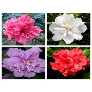 Hạt giống dâm bụt mỹ mix màu (tặng kèm phân bón và kích mầm)