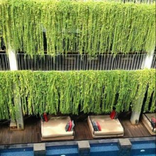 Cây giống cúc tần ấn độ