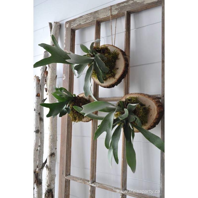 Cây ổ rồng platycerium ferns trang trí nhà cửa