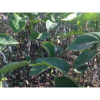 Cây giống lê nâu ( Mắc cọp)