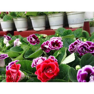 cây giống hoa tử la lan (cây như hình cuối)