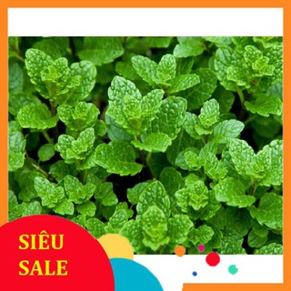 0.1g Hạt giống Húng bạc hà (húng lủi) (tặng gói kích nẩy mầm và hướng dẫn) VIETPHAT