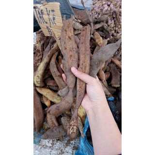 Cây Tắc Kè Đá - Cốt Toái Bổ