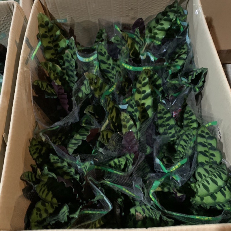 Cây đuôi phượng trồng bình thủy sinh cao 25cm, xanh tươi quanh năm, rất dễ chăm sóc, cây để bàn và trồng nội thất