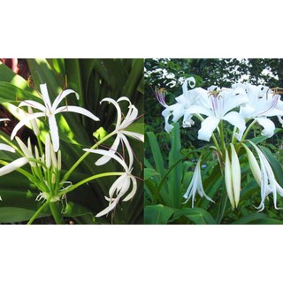 CÂY GIỐNG ĐẠI TƯỚNG QUÂN - CÂY NÁNG HOA TRẮNG + Tặng 01 cây dâu da đất( bòn bon)