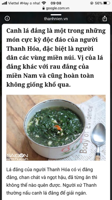 Cây lá đắng  Thanh Hoá