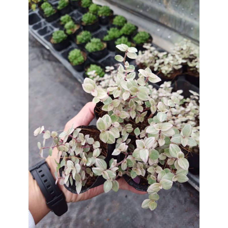 Cây pink lady - bầu cây giống