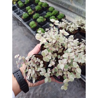 Cây pink lady - bầu cây giống