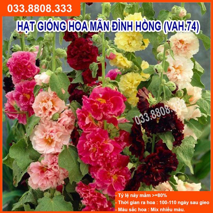 HẠT GIỐNG HOA MÃN ĐÌNH HỒNG  NẢY MẦM CỰC CHUẨN