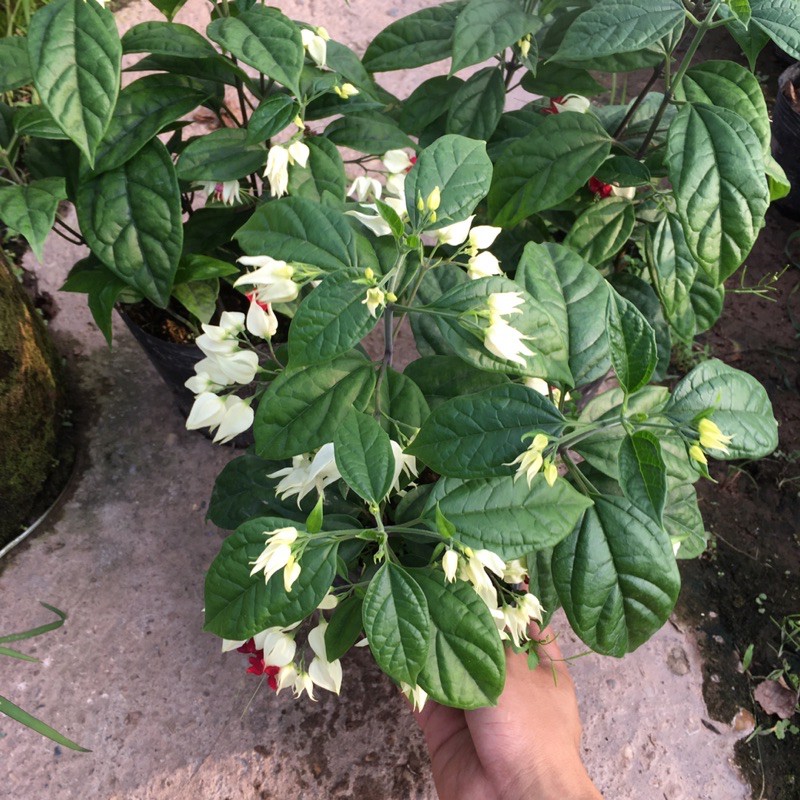 Cây Hoa Ngọc Nữ Trồng Bầu Đen