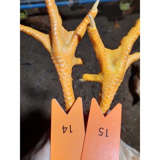 Quạt so màu trứng và chân gà