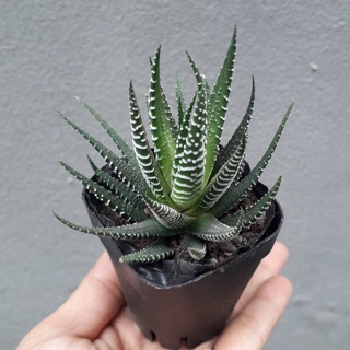 Sen đá móng rồng-size nhỏ