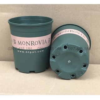 CHẬU MONROVIA 3GL_kèm đĩa