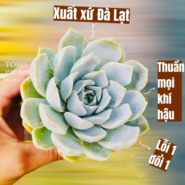 Sen đá móng tay Đà Lạt size bé cây cảnh trang trí nhà cửa Toro garden
