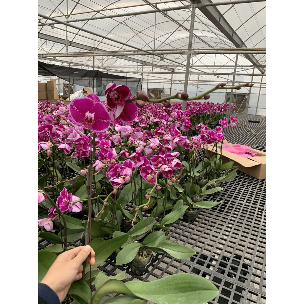 Lan Hồ Điệp màu Đỏ Địa Chủ cốc đại 3.5 chuẩn màu hoa