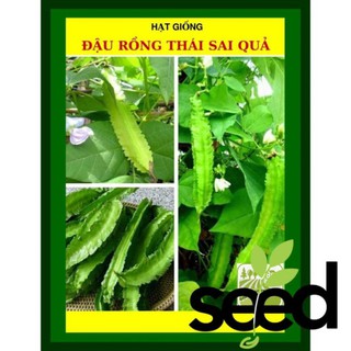 10G - Hạt Giống Đậu rồng Thái Sai Trái, Đặc Ruột