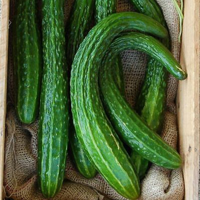 HẠT GIỐNG DƯA CHUỘT KIẾM