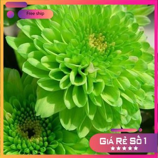Hạt giống hoa cúc zinnia xanh F1 LUCKY SEEDS - 50 hạt LUCKY.VN