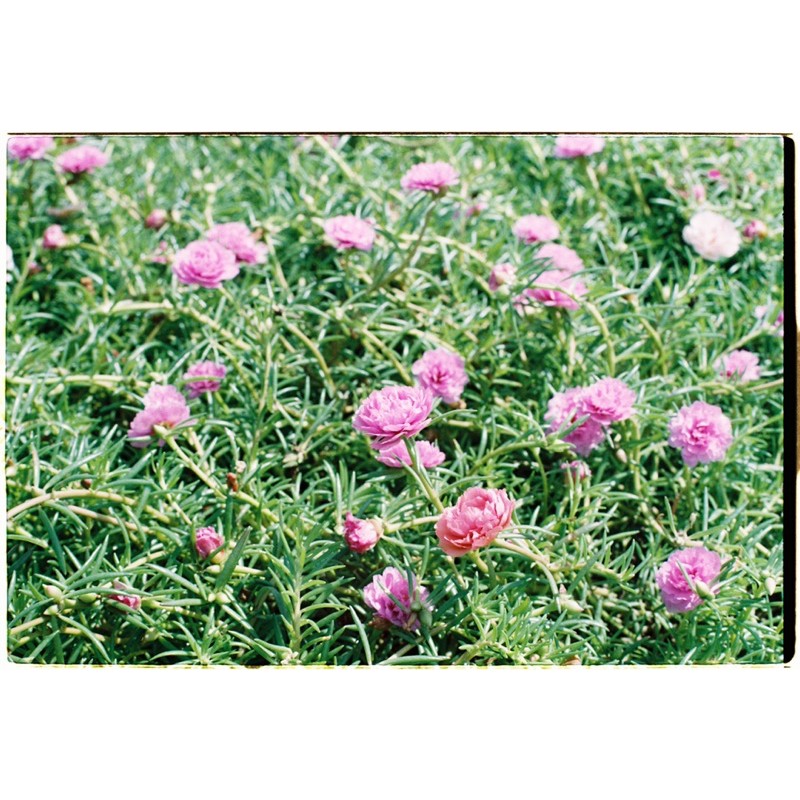 - Film 135  giá rẻ, 24 kiểu, hàng US