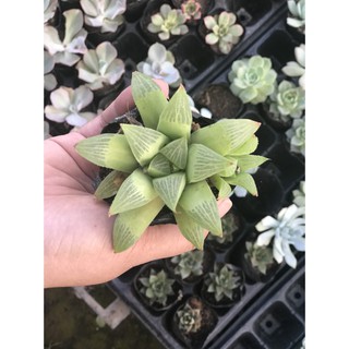SEN ĐÁ NGỌC GUỐC - ĐK 10CM