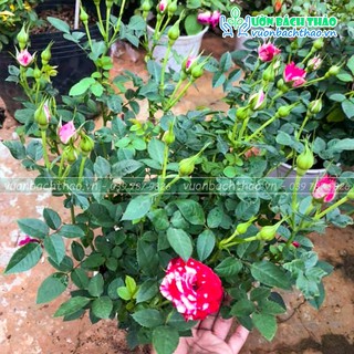 Cây hoa hồng siêu nụ Đà Lạt