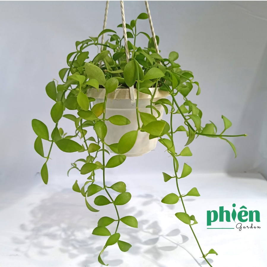 Cây Lan Hạt Dưa kèm chậu treo, Cây Lan Đô La lá rũ