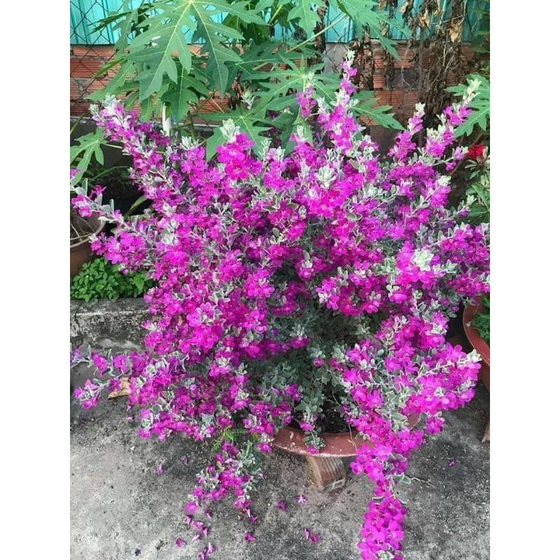 CÂY HOA TUYẾT SƠN PHI HỒNG