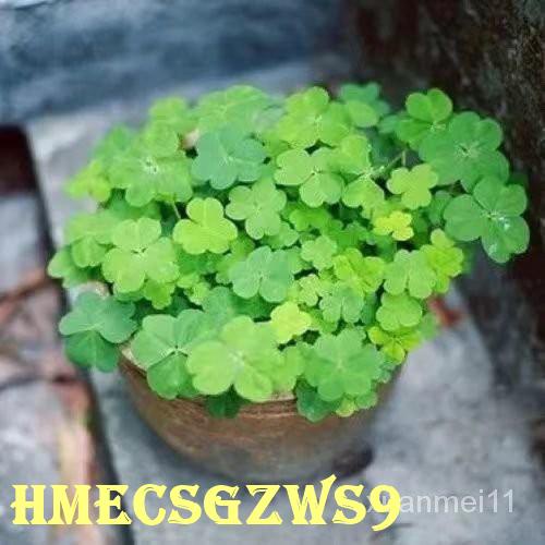 Hạt giống cỏ ba lá hình trái tim nhập khẩu 100h