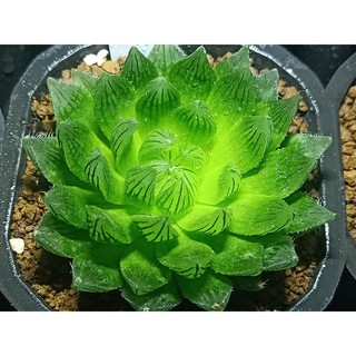 Sen đá Haworthia cooperi var picturata